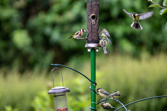 How to Feed our Garden Birds