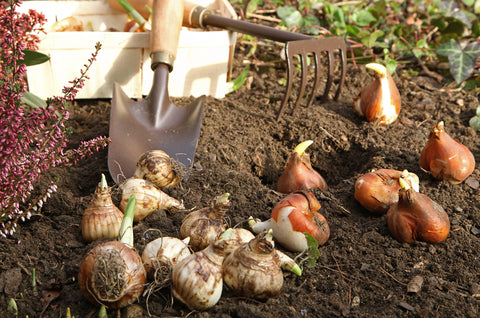 Mealworm Frass: The Ultimate Organic Fertilizer for Your Autumn Garden